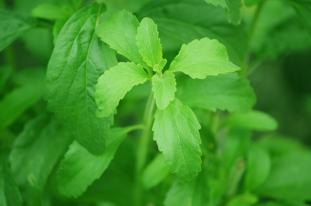 stevia adoçante