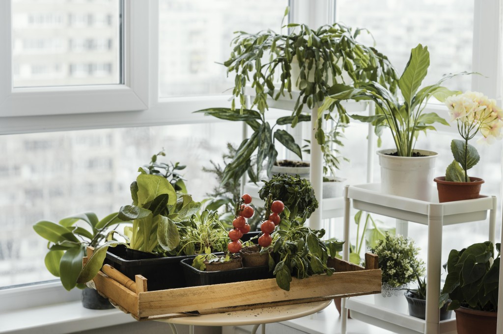 front-view-of-indoors-plants-in-pots